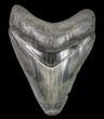 Serrated, Fossil Megalodon Tooth - Glossy Enamel #80097-1